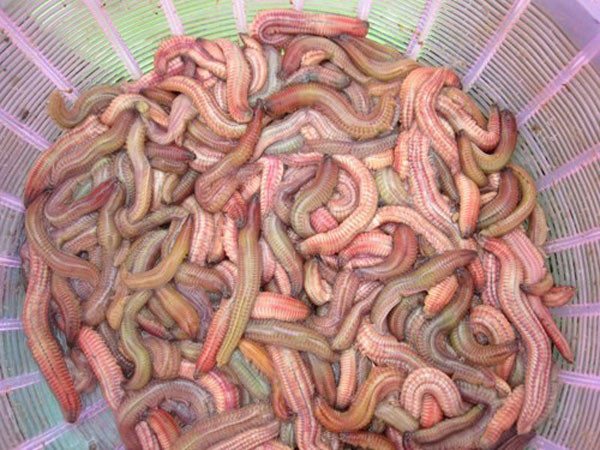 Rươi thân mập, màu hồng, giẫy khỏe là rươi mới vớt.