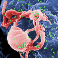 Tìm ra kháng thể mới, giúp vô hiệu hóa 98% chuỗi gene virus HIV/AIDS