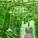 Kỹ thuật trồng và chăm sóc cho cây bầu nhiều quả