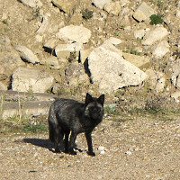 Phát hiện loài cáo đen cực hiếm ở Anh