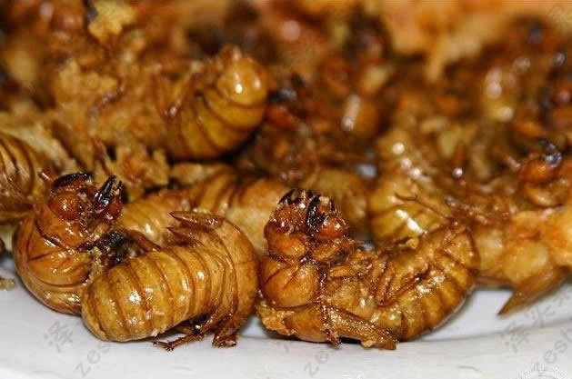 Loài vật ẩn náu 17 năm dưới lòng đất là đặc sản tại Việt Nam