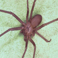 Bị nhện nâu cắn, bé gái 8 tuổi phải ghép da gấp để cứu kịp