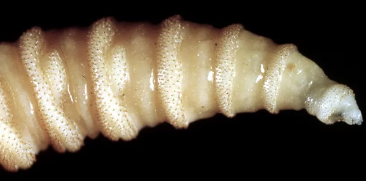 Loại ấu trùng ăn thịt này có tên là Cochliomyia hominivorax.