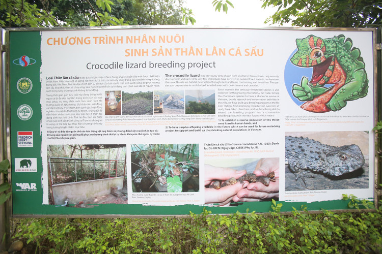 Loài thằn lằn quý hiếm mang hình thù cá sấu