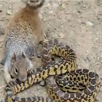 Video: Sóc điên đói quá hóa cuồng đòi ăn rắn độc