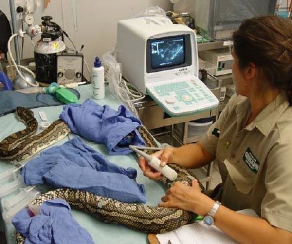 Con trăn không bị bệnh mà muốn tấn công nữ chủ nhân.