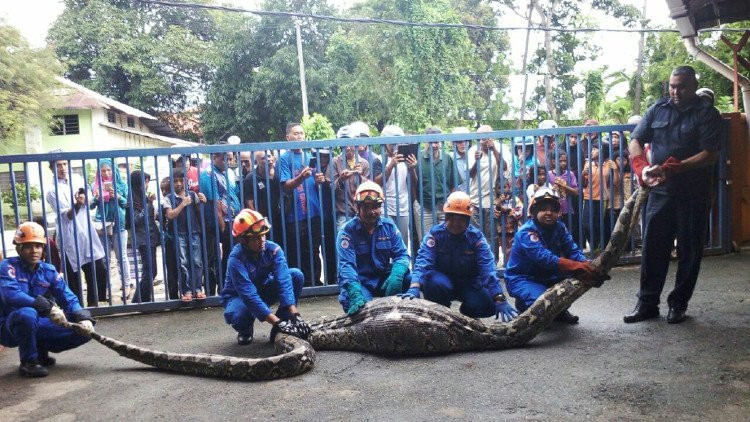 Trăn dài 6 m nuốt chửng dê bị bắt sống
