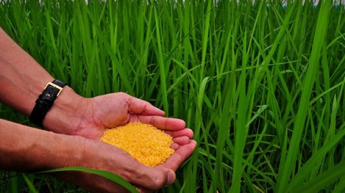 Giống lúa như phép màu cứu sống hàng triệu người