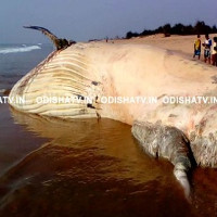 Xác cá mập voi lớn như xe tải dạt vào bờ biển Ấn Độ