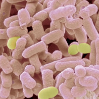 Phát hiện “siêu khuẩn” kháng thuốc mới