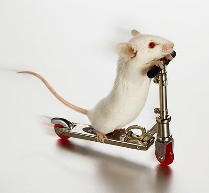 Thực nghiệm trên chuột đã cho ra nhiều kết quả tích cực.