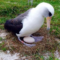 Chim hải âu già nhất thế giới đẻ trứng ở tuổi 66