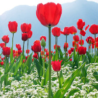 Kỹ thuật trồng hoa tulip trong chậu tại gia