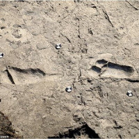 Dấu chân người tiền sử 3,6 triệu năm tiết lộ nhiều bí mật