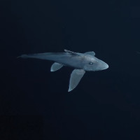 Cá mập ma lần đầu được ghi hình ở độ sâu 2.000m