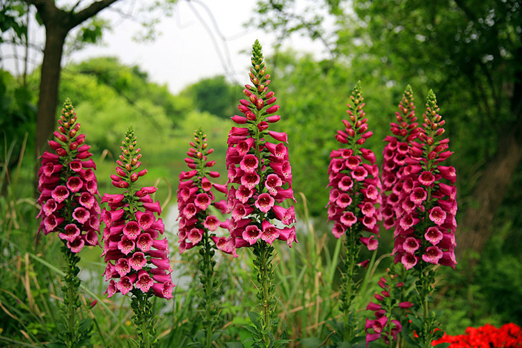 Vào mùa đông, cây Foxglove phát triển lớn, có lông, vẫn xanh.