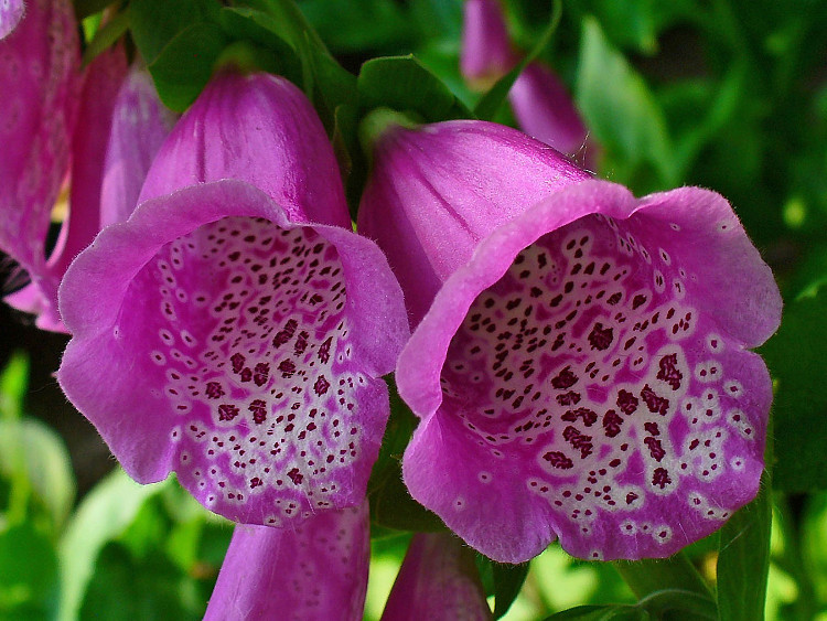 Khi trúng độc của Foxglove, nạn nhân có những triệu chứng như buồn nôn, nôn mửa và tiêu chảy