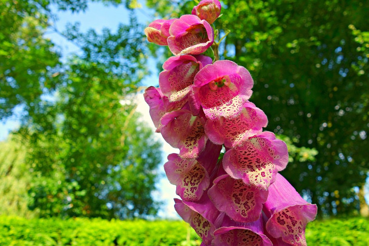 Foxglove có nguồn gốc từ miền Tây và Tây Nam châu Âu, Tây và Trung Á, Úc, Tây Bắc châu Phi