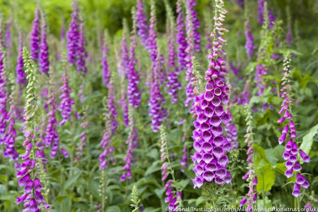 Hoa bao tay chồn (Foxglove) hay còn gọi là mao địa hoàng, tên khoa học là Digitalis purpurea, là một loài thực vật có hoa trong họ Mã đề.