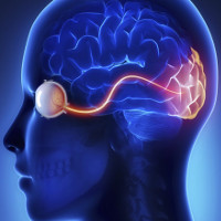 Đã có cách giúp người bị chấn thương não lấy lại thị lực