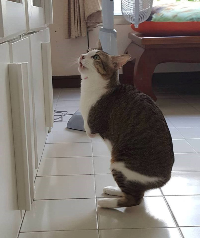 Chú mèo 2 chân gây sốt mạng xã hội