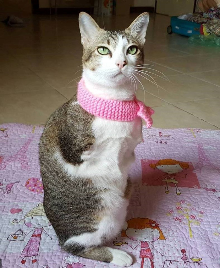 Chú mèo 2 chân gây sốt mạng xã hội
