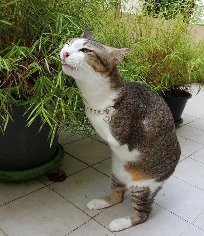 Chú mèo 2 chân gây sốt mạng xã hội