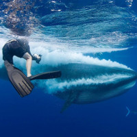 Ảnh cận cảnh cá voi ít được biết nhất thế giới