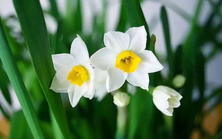 Cách trồng hoa thủy tiên đón Tết cho năm mới an lành