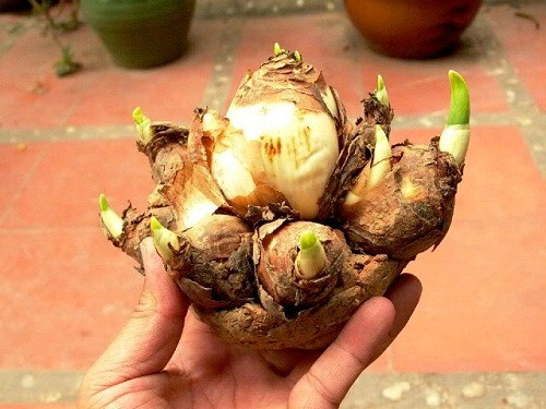 Cách trồng hoa thủy tiên đón Tết cho năm mới an lành