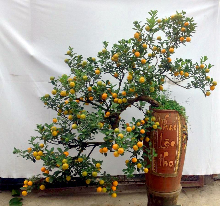 Nguồn gốc và ý nghĩa nhân văn của Tết Nguyên Đán
