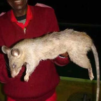Loài chuột khổng lồ ăn thịt em bé 3 tháng tuổi ở Nam Phi