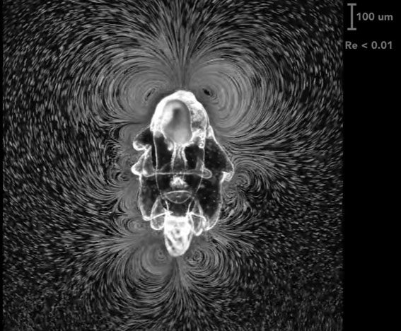 Ấu trùng sao biển tạo ra xoáy nước để lấy thức ăn.