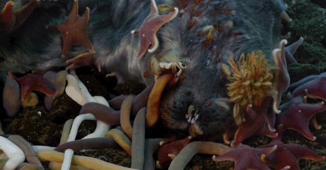 Đại tiệc "xác thịt" dưới đáy biển chính là một cấp độ mới của "địa ngục trần gian"