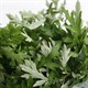 Sự thật thú vị về cây ngải cứu