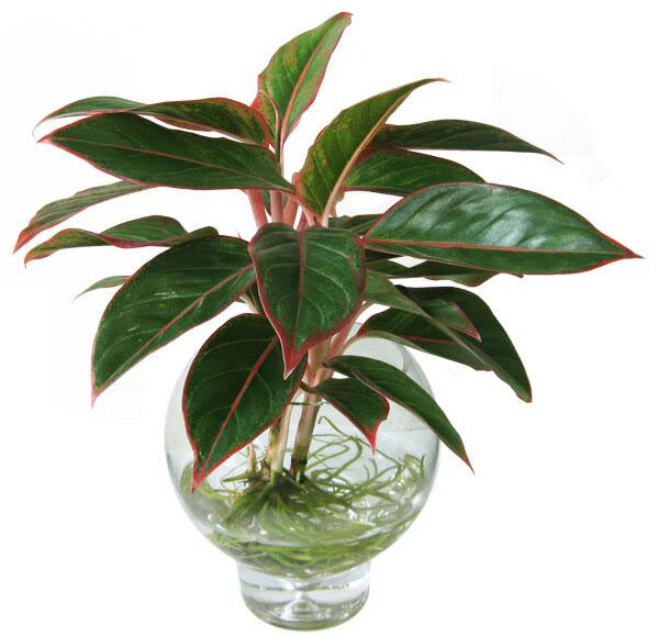 Kỹ thuật trồng cây phú quý mang tài lộc giàu sang cho gia chủ
