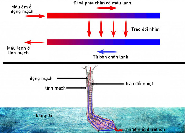 Tại sao chân chim không bị đông cứng vào mùa đông?