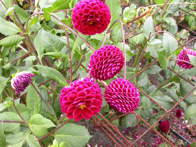 cách trồng hoa thược dược lùn | Blog Cây Cảnh