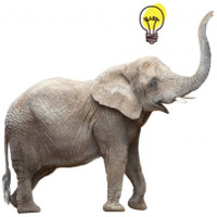 7 đặc điểm chứng minh voi là loài động vật cực kỳ thông minh
