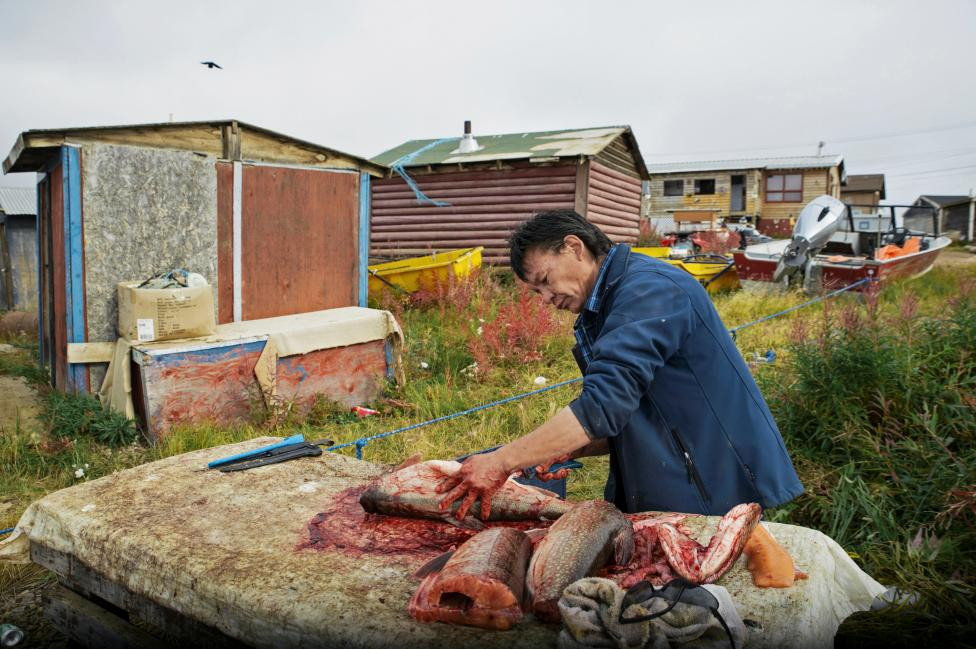 Canada: Ông Stanley Ferdinand xẻ thịt một con cá hồi lớn ông bắt được tại Hồ Gấu Lớn ở Deline