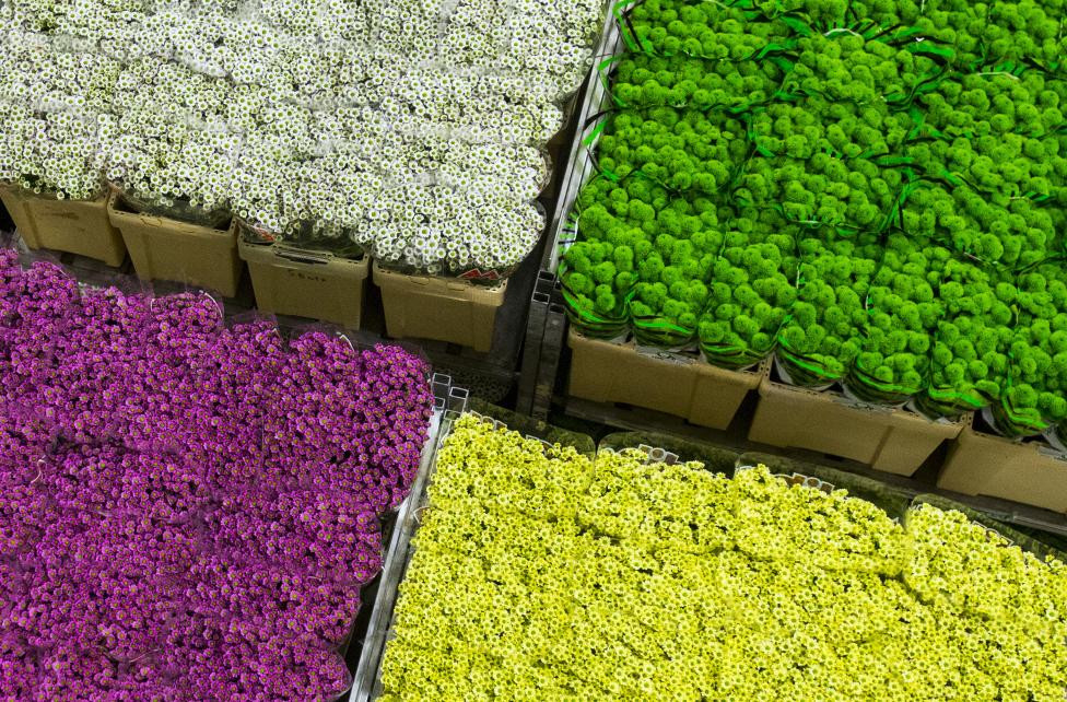 Hà Lan: Ảnh chụp chợ hoa FloraHolland nổi tiếng ở Aalsmeer ngày 16-3