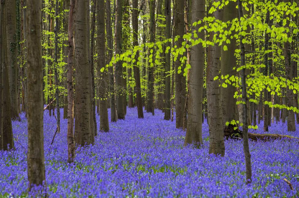 Bỉ: Hoa bluebell (hoa chuông xanh) dại nở vào giữa tháng 4 nhuộm màu cả khu rừng Hallerbos