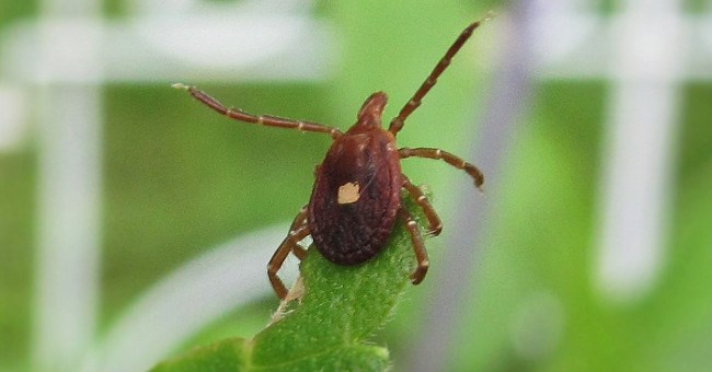 Chỉ một vết cắn từ loài bọ tí hon này, bạn sẽ không thể ăn thịt mãi mãi