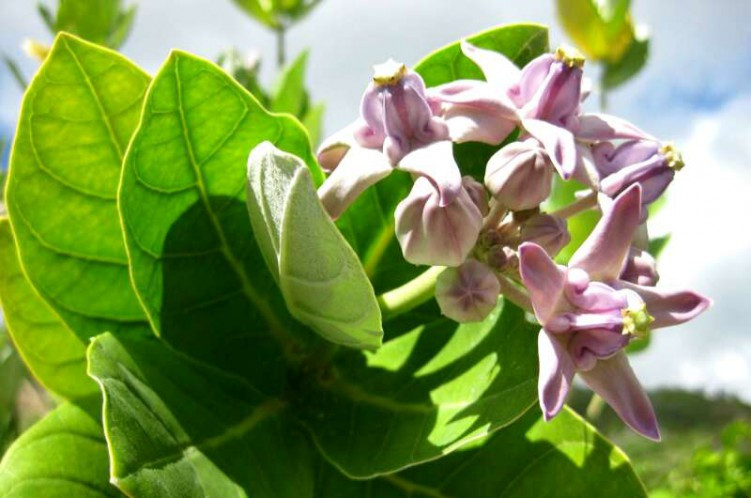 12 loài cây độc nguy hiểm trên đường du lịch