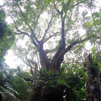 7 cây di sản trên núi Ngũ Hành Sơn