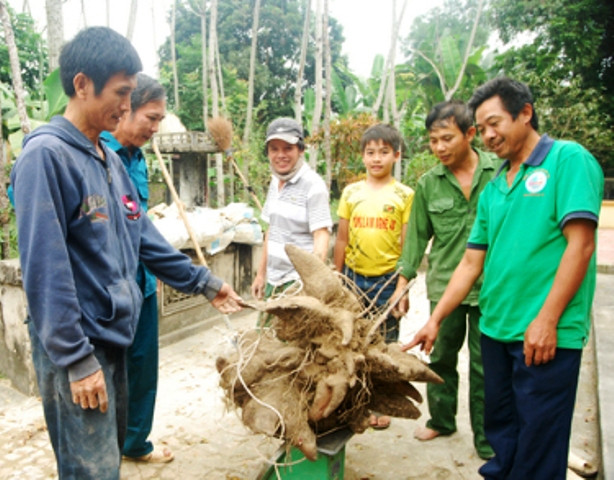 Xôn xao củ khoai vạc rồng 