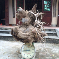 Xôn xao củ khoai vạc rồng "khủng" nặng 73kg ở Nghệ An
