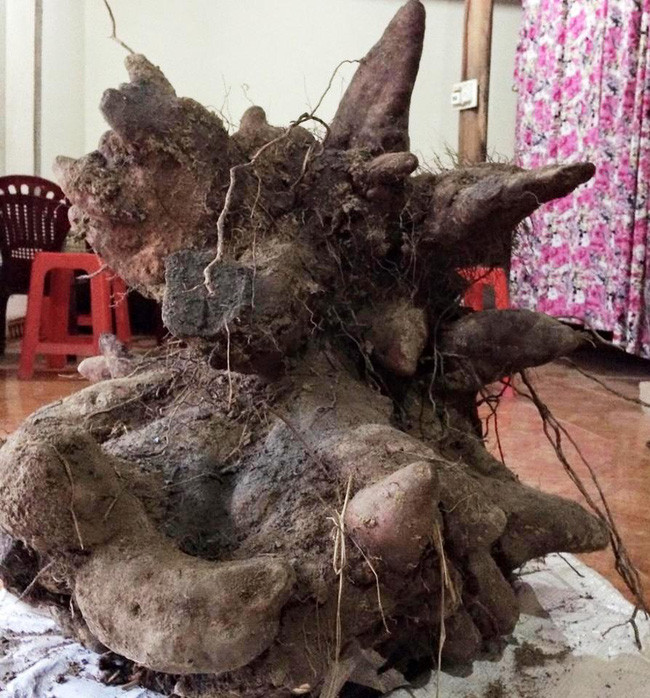 Xôn xao củ khoai vạc rồng 