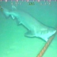 Lý do cá mập thích cắn cáp quang