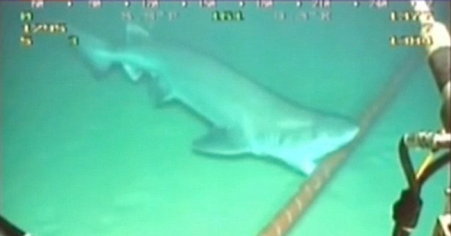 Lý do cá mập thích cắn cáp quang - KhoaHoc.tv